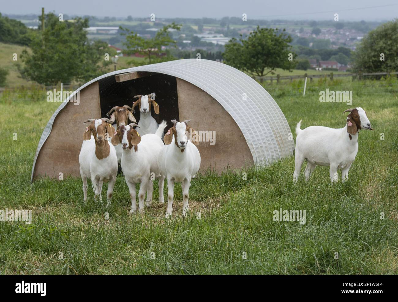 Chèvres de Boer, race, bétail, animaux de compagnie, à sabots, animaux, mammifères, ongulés, chèvres domestiques, chèvres, Chèvres, chèvre domestique, Boer et Banque D'Images