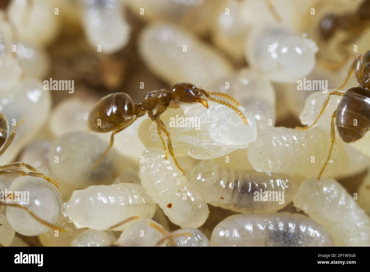 ANT (Bothriomyrmex meridionalis) adulte travailleur, tendant les larves et les pupes en nid, Causse de Gramat, massif Central, région du Lot, France Banque D'Images