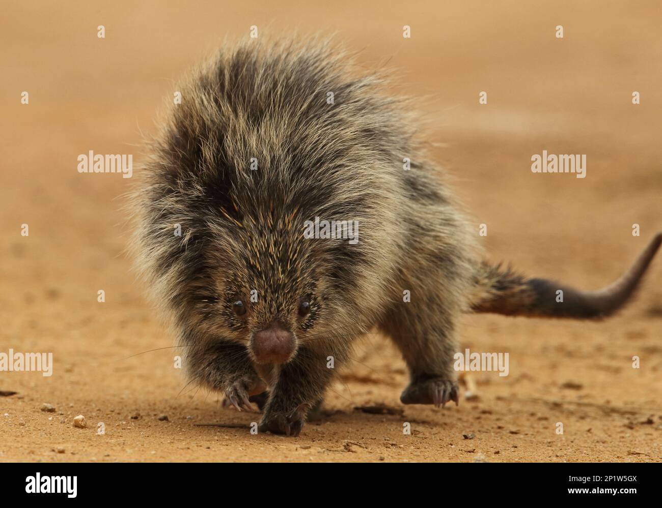 Dwarf Porcupine (Sphiggurus villosus) adulte, marche sur piste, forêt tropicale de l'Atlantique, État de Rio de Janeiro, Brésil Banque D'Images