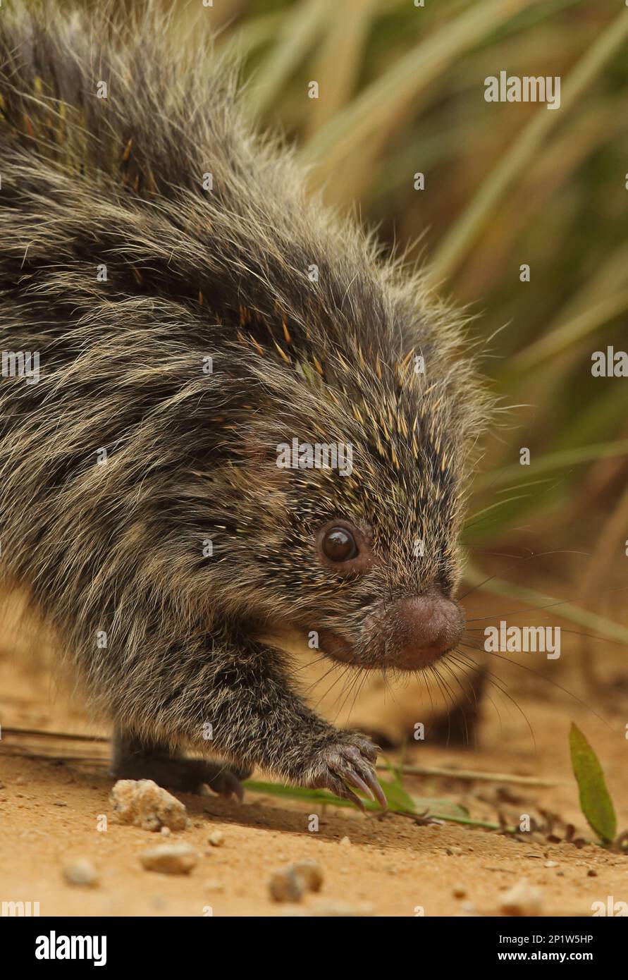 Porcupine (Sphiggurus villosus) adulte, gros plan de la tête et des jambes avant, marche sur piste, forêt tropicale de l'Atlantique, Rio de Banque D'Images