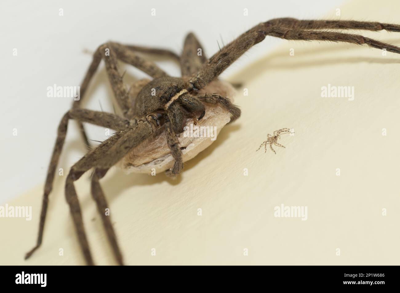 Araignée Huntsman brune (Heteropoda venatoria) femelle adulte, portant un sac d'œufs, avec un piderling nouvellement éclos, Klunkung, Bali, îles Lesser Sunda Banque D'Images