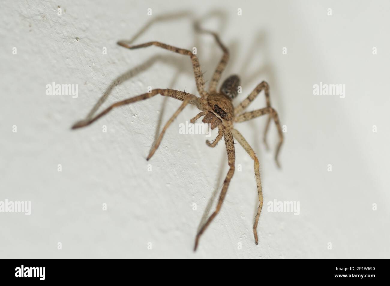 Brown Huntsman Spider (Heteropoda venatoria) juvénile, Klunkung, Bali, Iles du petit Sunda, Indonésie Banque D'Images