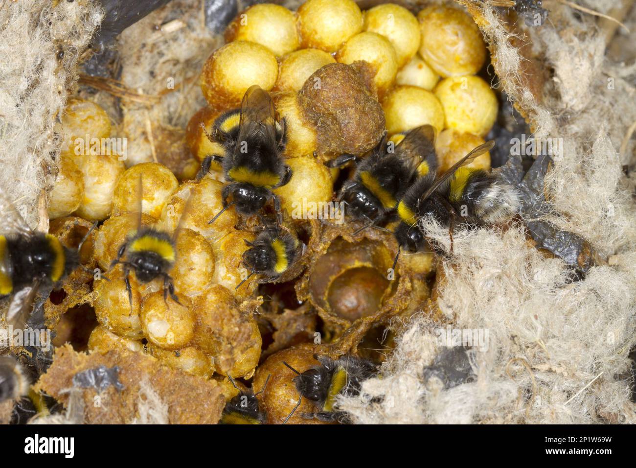Bumblebee à queue de poule (Bombus terrestris), femmes adultes, in Nest, Powys, pays de Galles, Royaume-Uni Banque D'Images