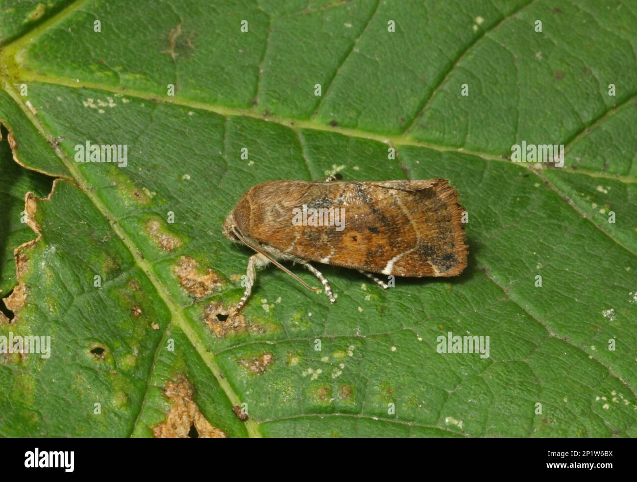 Pignon à moindre tache (Cosmia affinis) adulte, reposant sur une feuille, Eccles-on-Sea, Norfolk, Angleterre, Royaume-Uni Banque D'Images