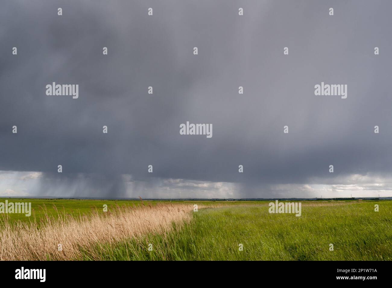 Nuages de pluie au-dessus des lits de roseau et de l'habitat côtier des marais de pâturage, marais Elmley N.R., marais du nord du Kent, île de Shepey, Kent, Angleterre, United Banque D'Images