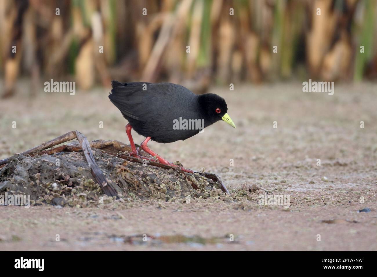 Black Crake (Amaurornis flavirostris) adulte, debout au bord de l'eau, Afrique du Sud Banque D'Images