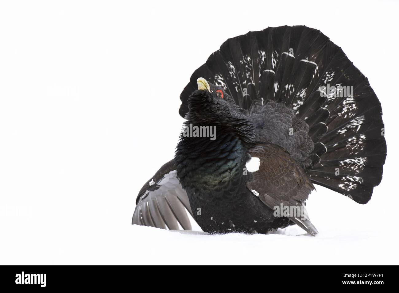 Capercaillie occidentale (Tetrao urogallus urogallus), mâle adulte, exposé sur la neige dans les forêts de conifères, domaine d'Alvie, Cairngorms National Banque D'Images