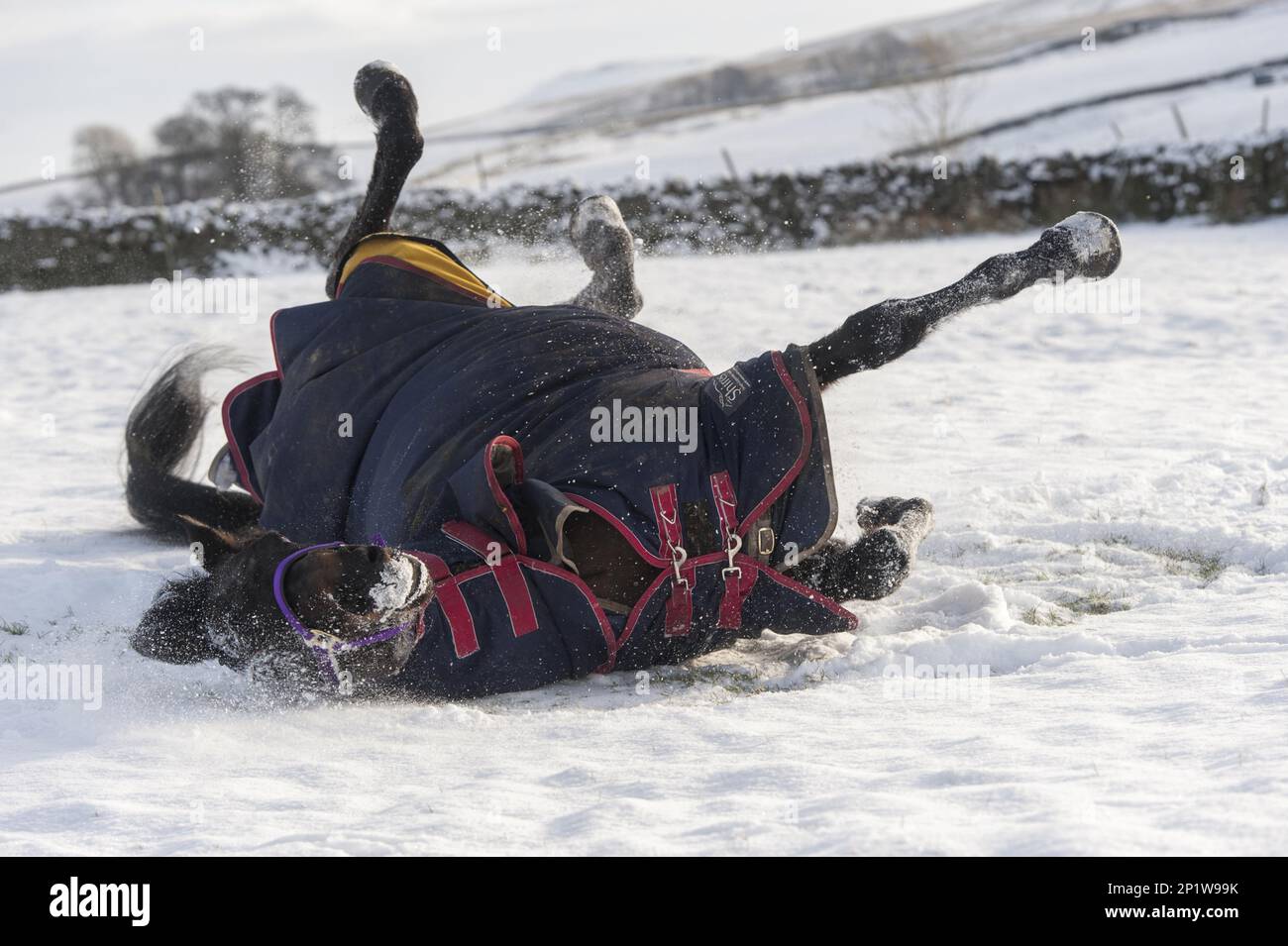 Cheval, adulte, avec couverture réversible, roulant sur la neige, Hawes, Wensleydale, Yorkshire Dales N.P., North Yorkshire, Angleterre, Royaume-Uni Banque D'Images