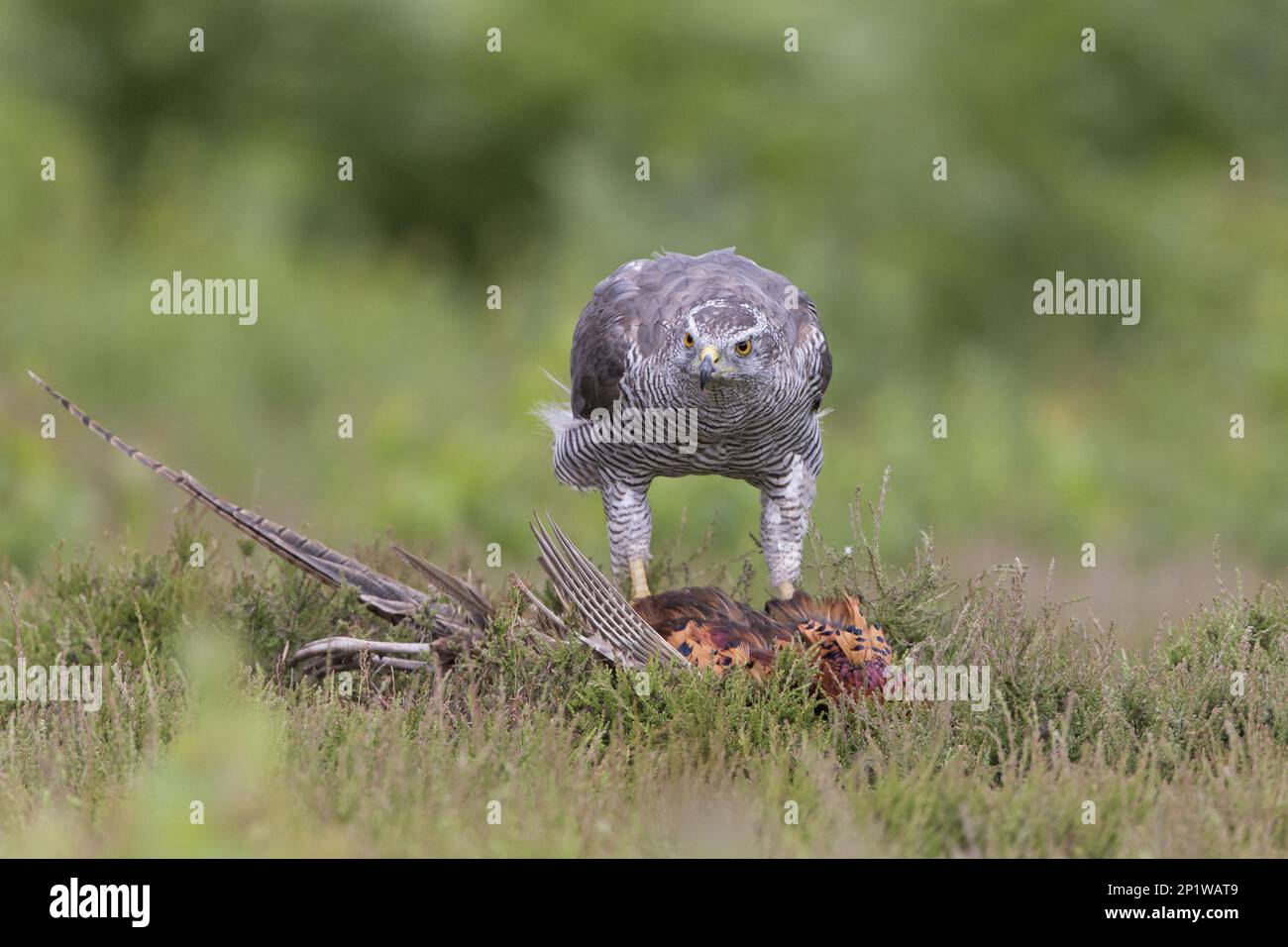 Faucon du Nord (Accipiter gentilis) femelle adulte, assise au sol, se nourrissant du faisan commun (Phasianus colchicus) mâle adulte Banque D'Images