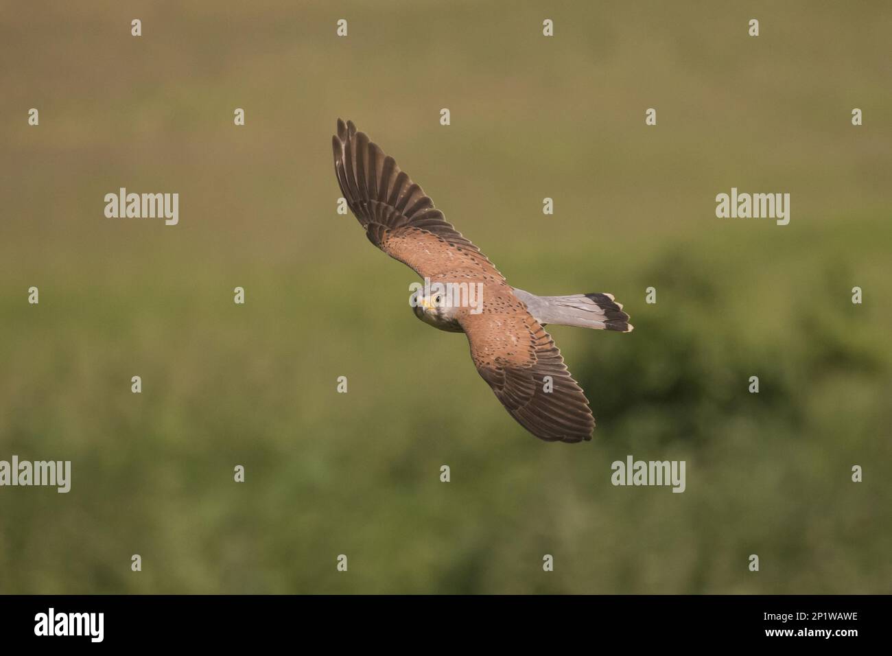 Kestrel commun (Falco tinnunculus) adulte mâle, volant, Hortobagy N.P., Hongrie Banque D'Images