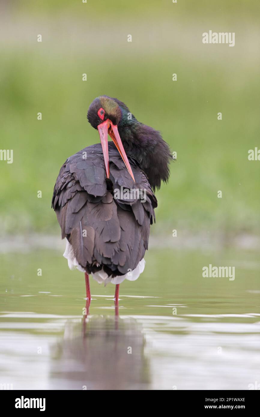 Porc noir (Ciconia nigra) adulte, debout dans l'étang, préening, Hortobagy N.P., Hongrie Banque D'Images