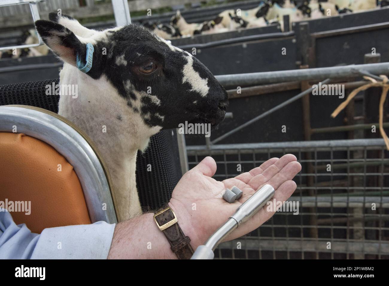 Moutons domestiques, animaux de compagnie, ongulés, bétail, à sabots, Mammifères, animaux, bolus minéral prêt pour le traitement des moutons, Newtown, Powys, pays de Galles, United Banque D'Images