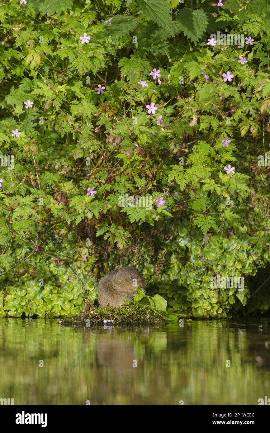 Campagnol européen (Arvicola amphibius), Kent, Grande-Bretagne. Se nourrit de la cresson de l'imbécile (Apium nodiflorum) . Juin 2015 Banque D'Images