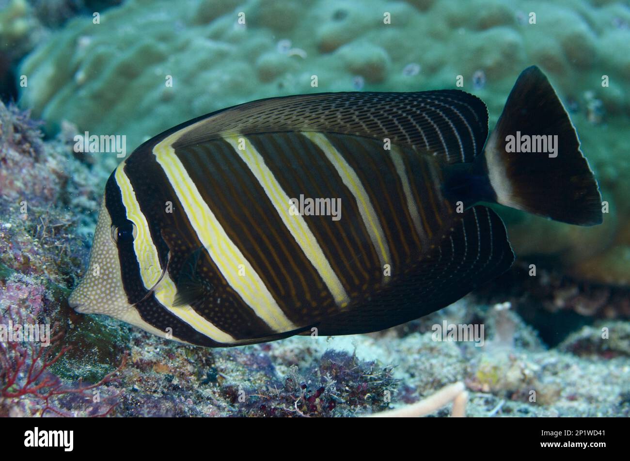 Pacific Sailfin Tang (Zebrasoma velifer), site de plongée Yilliet Kecil, près de l'île Yilliet, Misool, Raja Ampat (4 Rois), Papouasie occidentale, Indonésie Banque D'Images