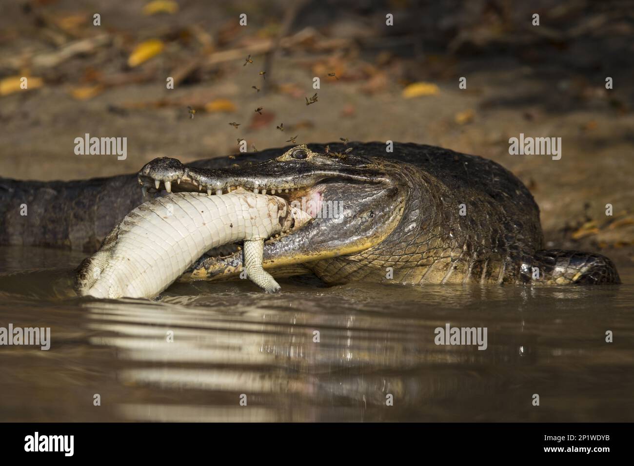 Caïman de style spectaculaire, caïman de crocodile, caïmares de yacare, caïman de crocodile, caïman de caïman de crocodile, caïman de Caiman, autres animaux, crocodiles, Reptiles, animaux, paraguayen Banque D'Images