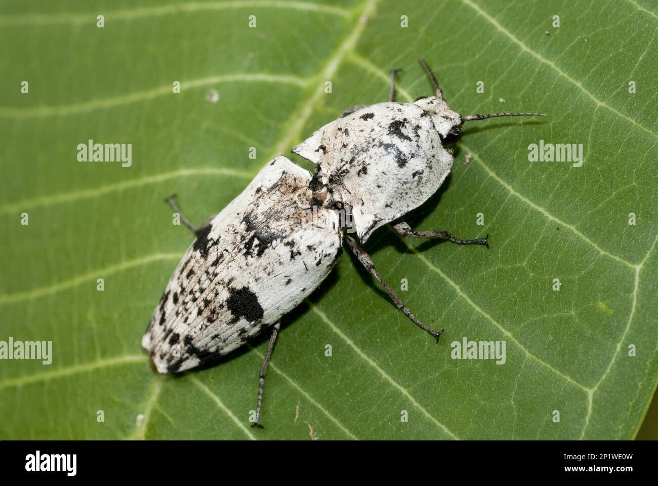 Cliquez sur le coléoptère (Cryptalaus lacteus) (famille des Elateridae), sur la feuille, Klungkung, Bali, Indonésie Banque D'Images
