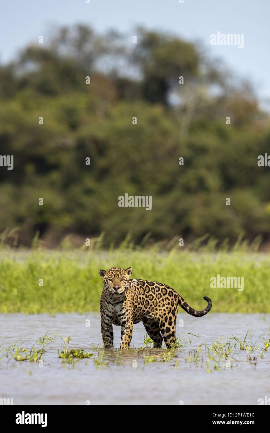 Parana jaguar, jaguar sud-américaine (Panthera onca palustris), espèces menacées, grands chats, prédateurs, mammifères, animaux, jaguar adulte, debout Banque D'Images