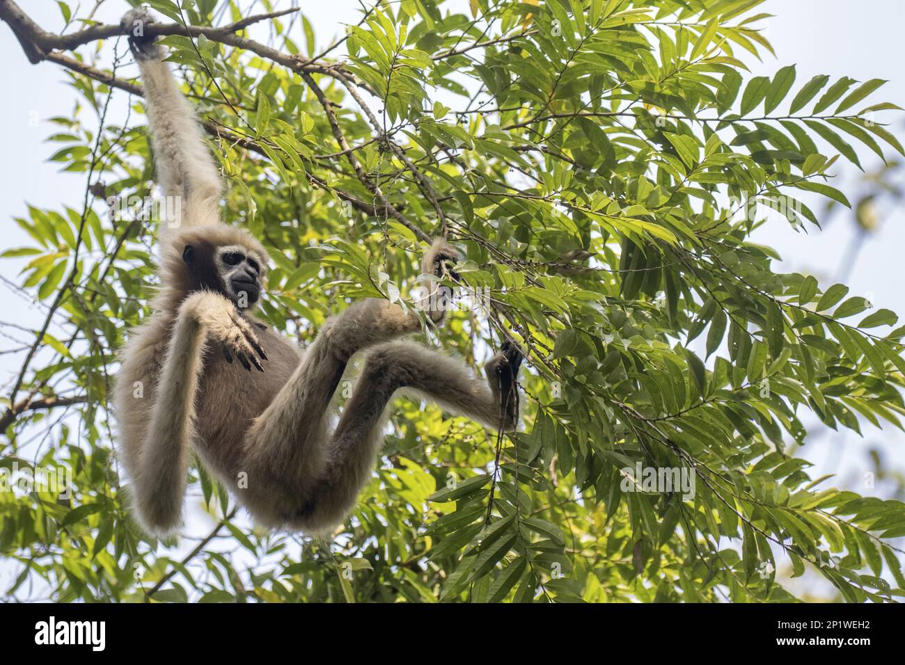 Gibbon de Hoolock occidental (Hooolock hoolock), femelle adulte accrochée dans un arbre, sanctuaire de Hoollongapar Gibbon, Assam, Inde Banque D'Images