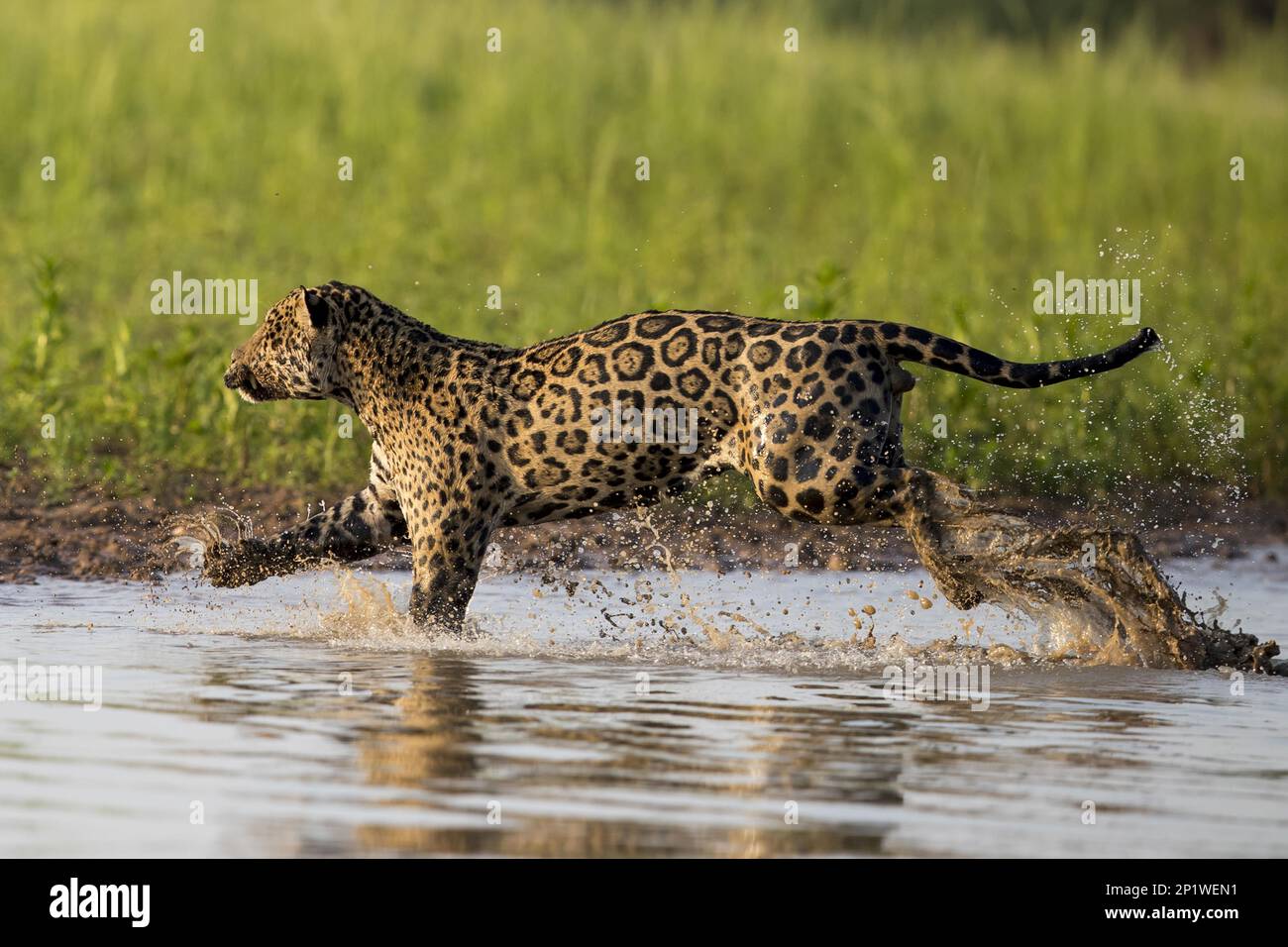 Parana jaguar, jaguar sud-américaine (Panthera onca palustris), espèces menacées, grands chats, prédateurs, mammifères, animaux, jaguar adulte, course à pied Banque D'Images