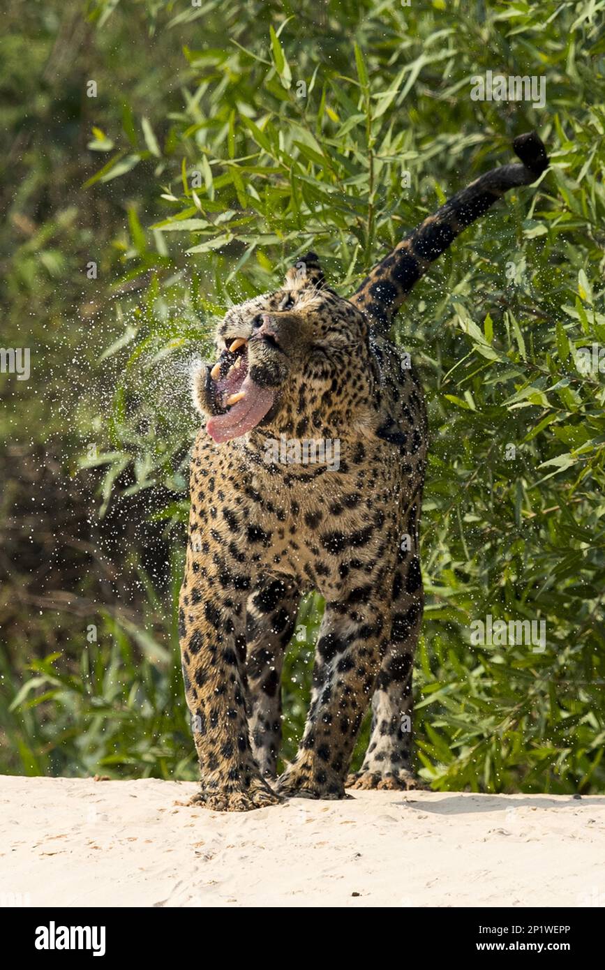 Parana jaguar, jaguar sud-américaine (Panthera onca palustris), espèces menacées, prédateurs, mammifères, animaux, jaguar adulte, secouant l'eau de Banque D'Images