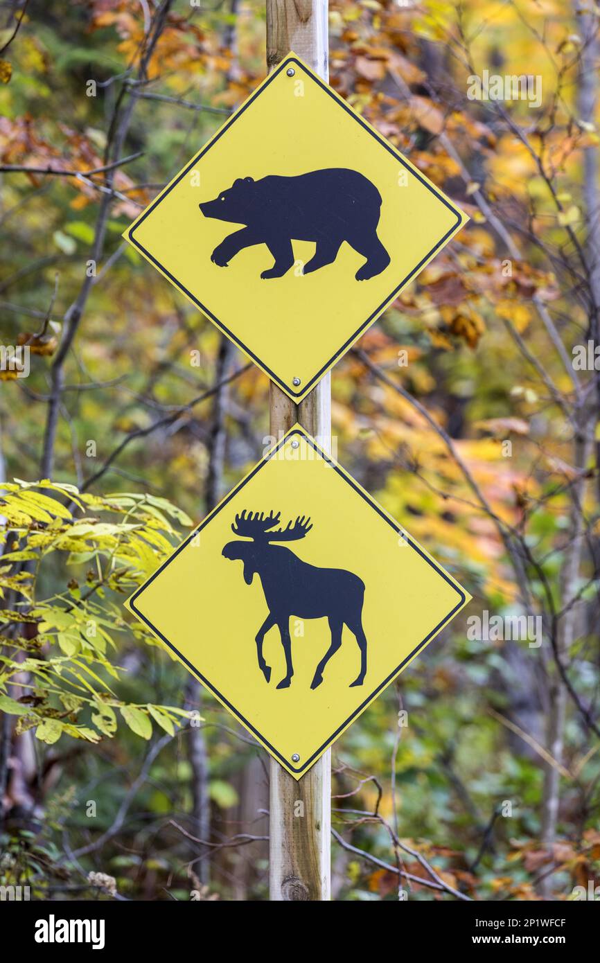 Signalisation routière avertissement de passage des ours et des orignaux, Parc national Jacques-Cartier, province de Québec, Canada Banque D'Images