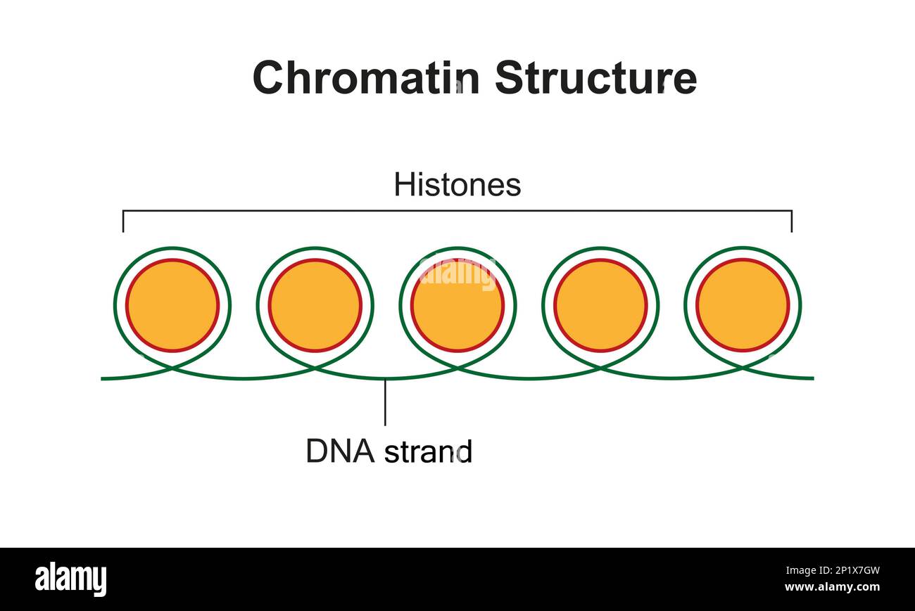 Structure de la chromatine, illustration Banque D'Images