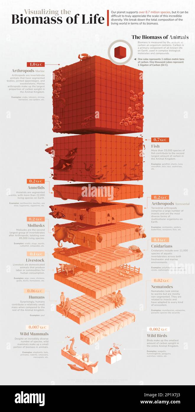 Biomasse de la vie animale sur Terre, illustration Banque D'Images