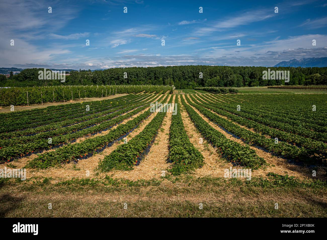 Champ de fraises. Rangées de fraises de jardin dans la ferme. Paysage de champ agricole, ciel, arbres et montagne au printemps. Banque D'Images