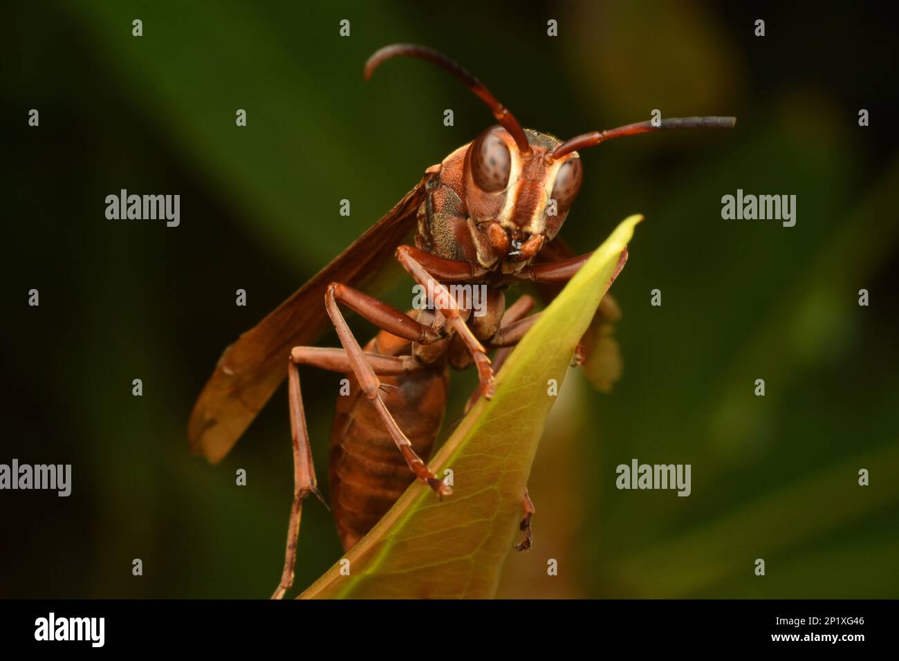 Fermoir en papier brun géant. Polistes gigas. Banque D'Images