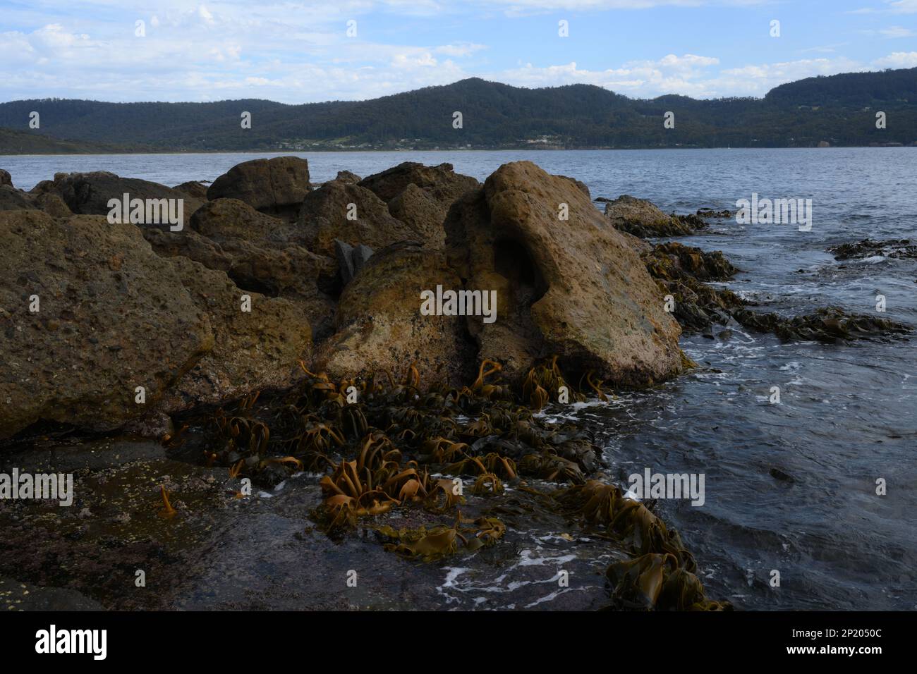 Le varech se déferle dans les hilades lors d'une journée encore dans la baie de Fossil Island, à l'extrémité sud de Pirates Bay, Eaglehawk Neck, Tasmanie Banque D'Images