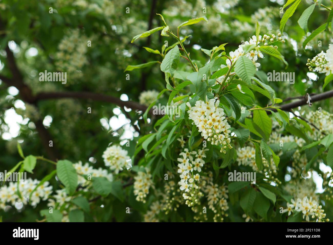 Les cerisiers en fleurs se branchernent contre le ciel bleu dans un parc public. Banque D'Images