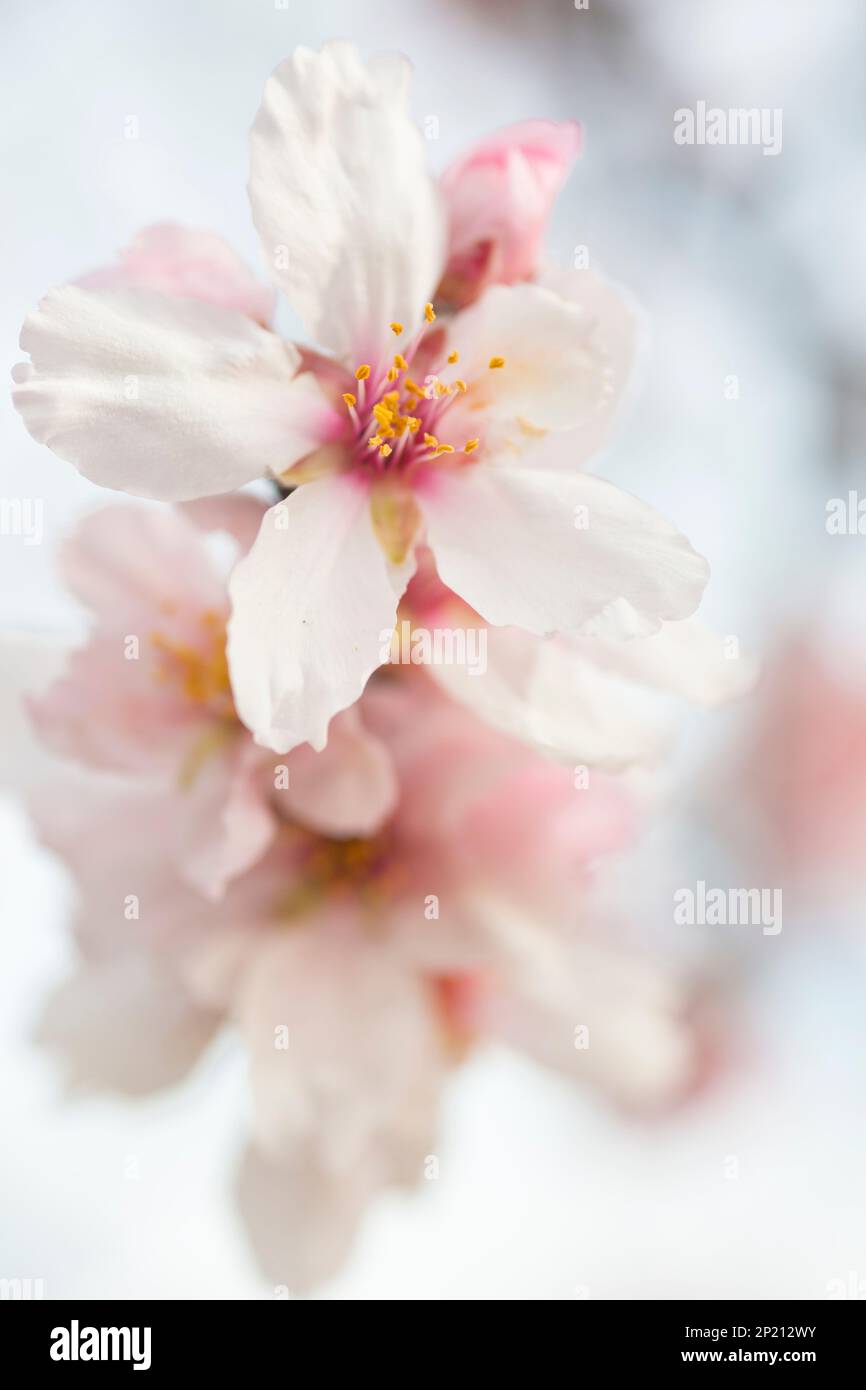 Fleurs d'amande rose au printemps Banque D'Images