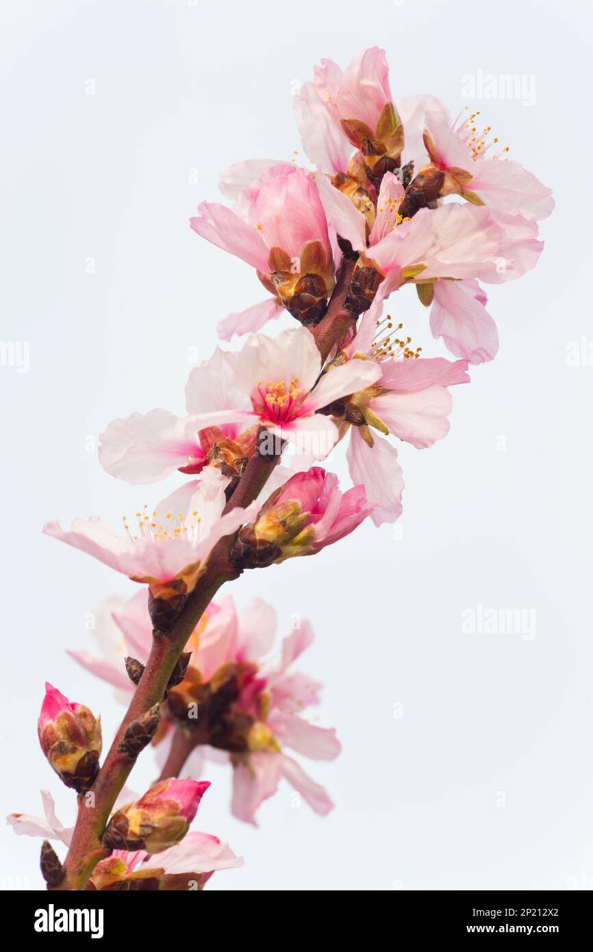 Fleurs d'amande rose au printemps Banque D'Images