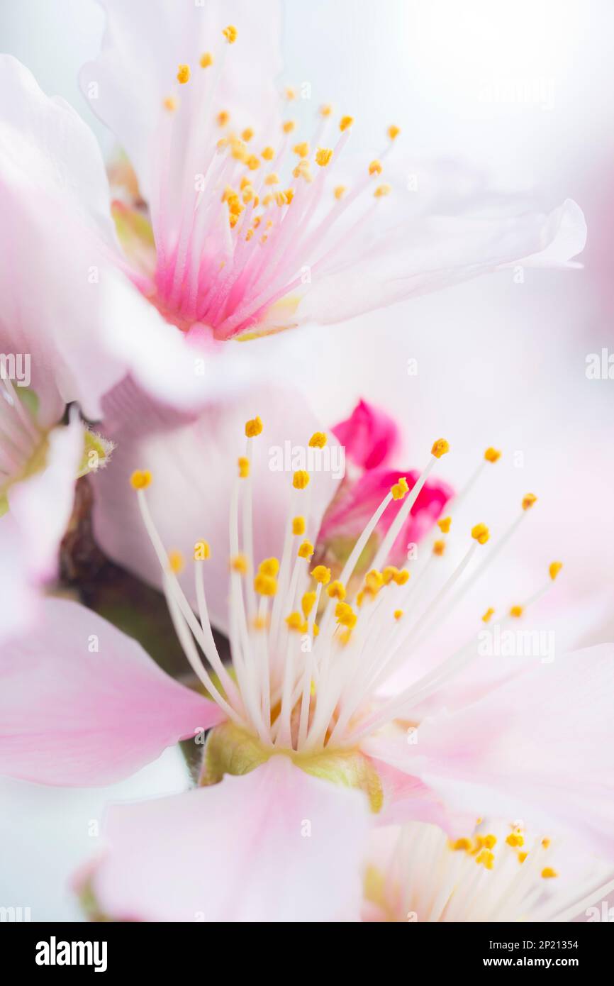 Fleurs d'amande rose au printemps Banque D'Images