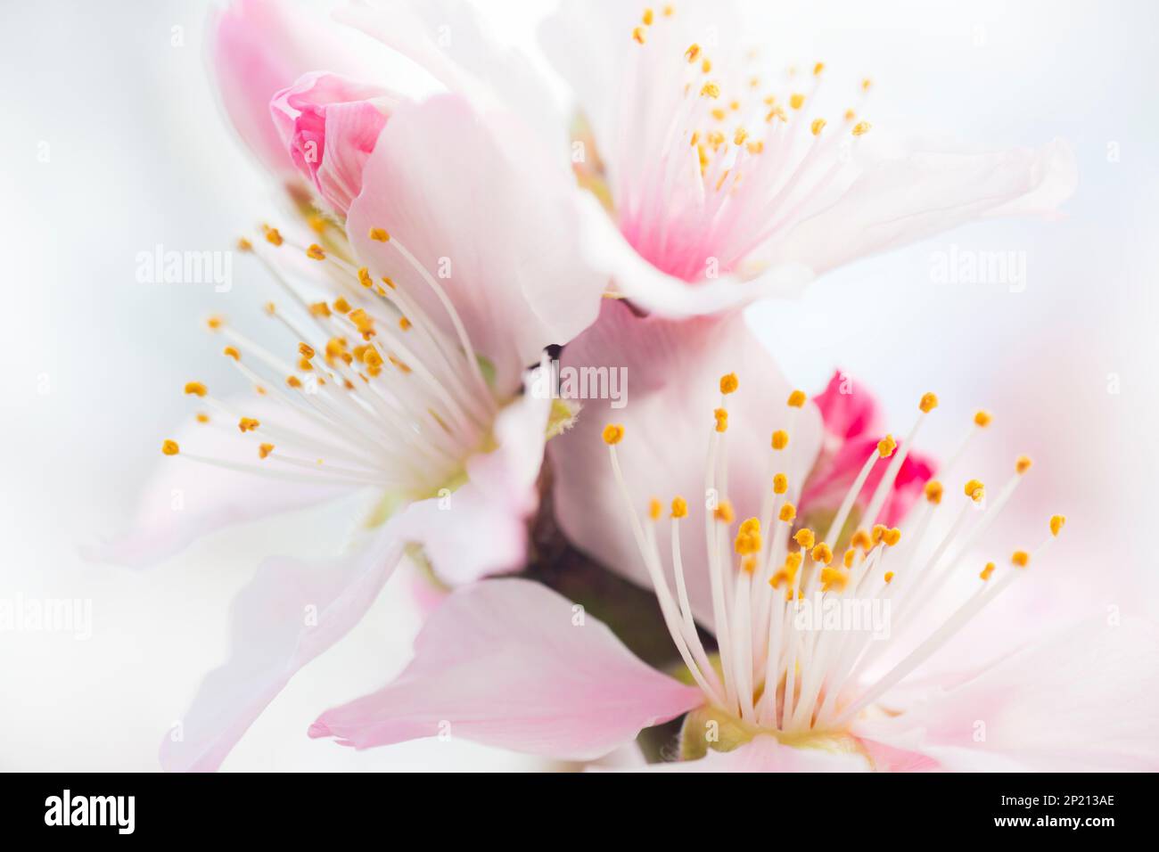 Fleurs d'amande rose au printemps Banque D'Images