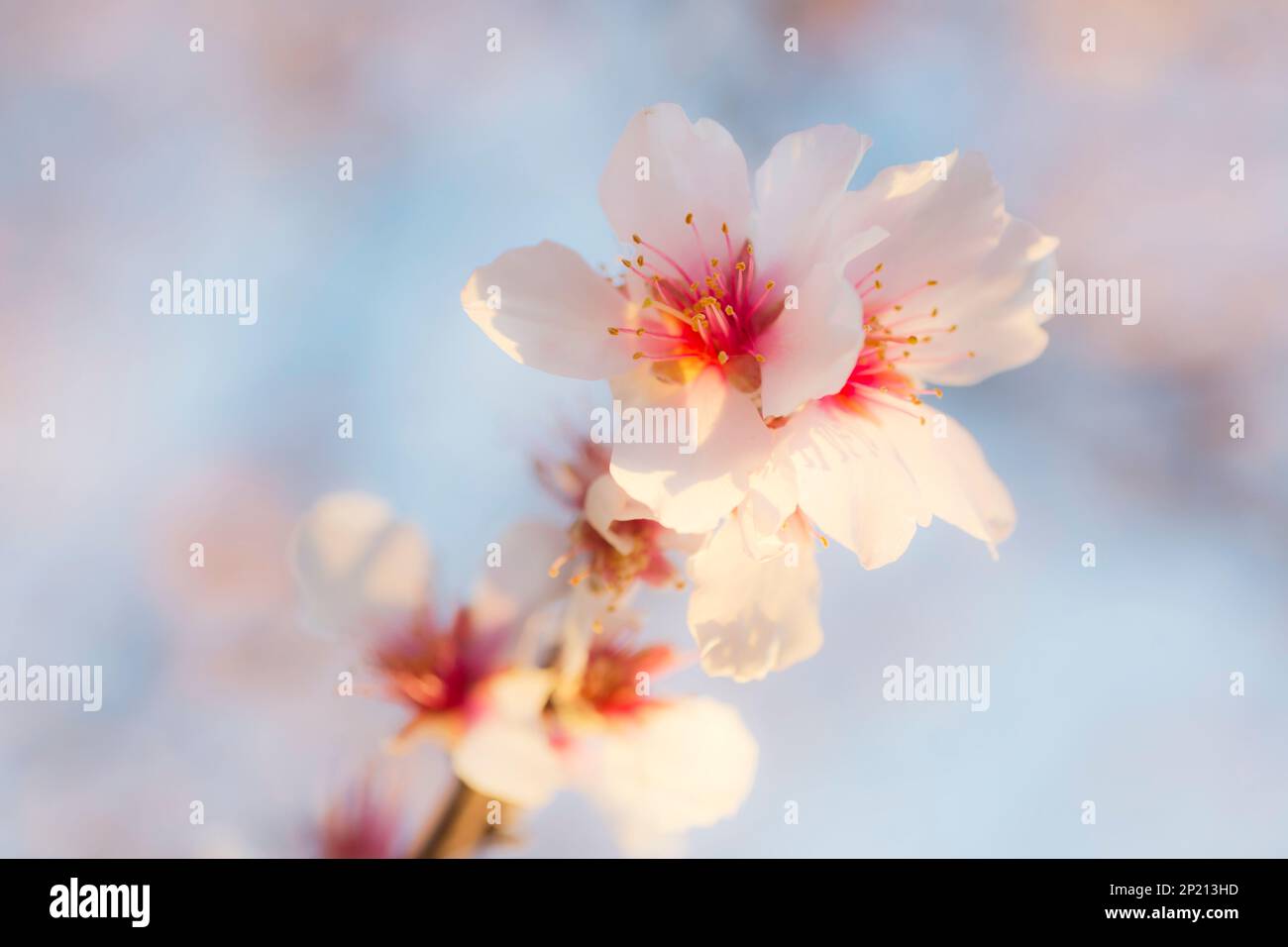Fleurs d'amande rose au printemps Banque D'Images