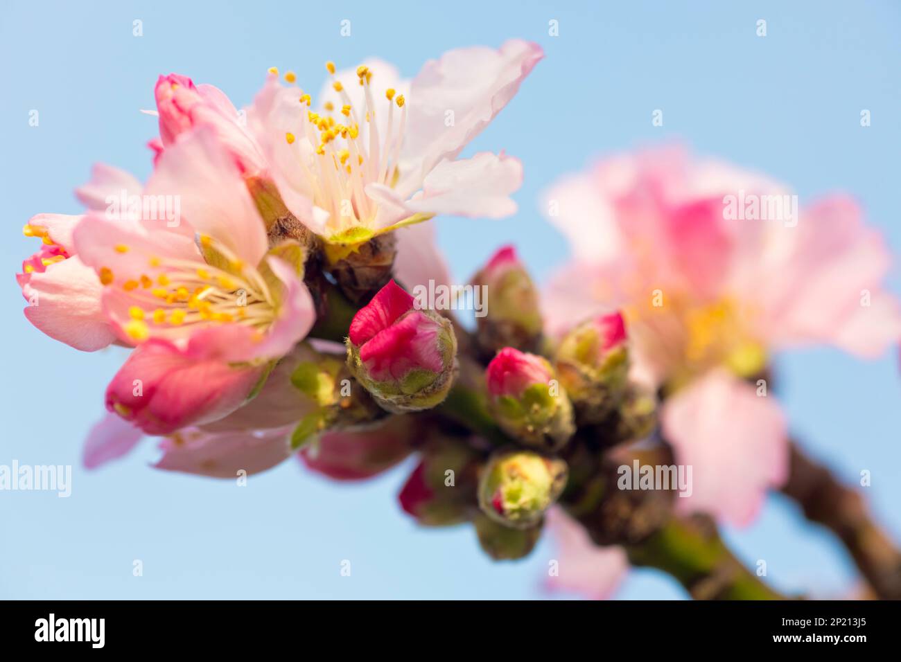 Fleurs d'amande rose au printemps Banque D'Images
