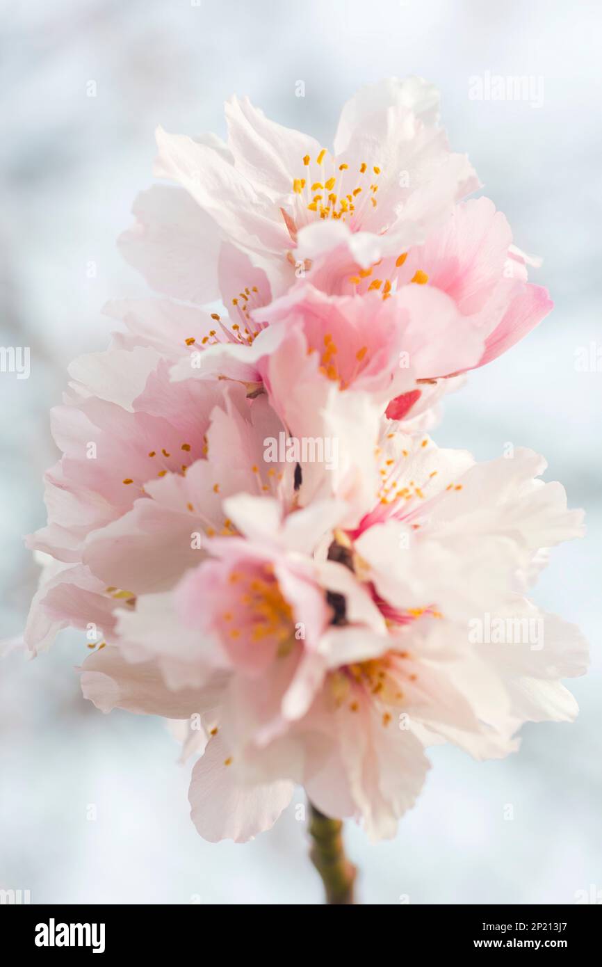 Fleurs d'amande rose au printemps Banque D'Images
