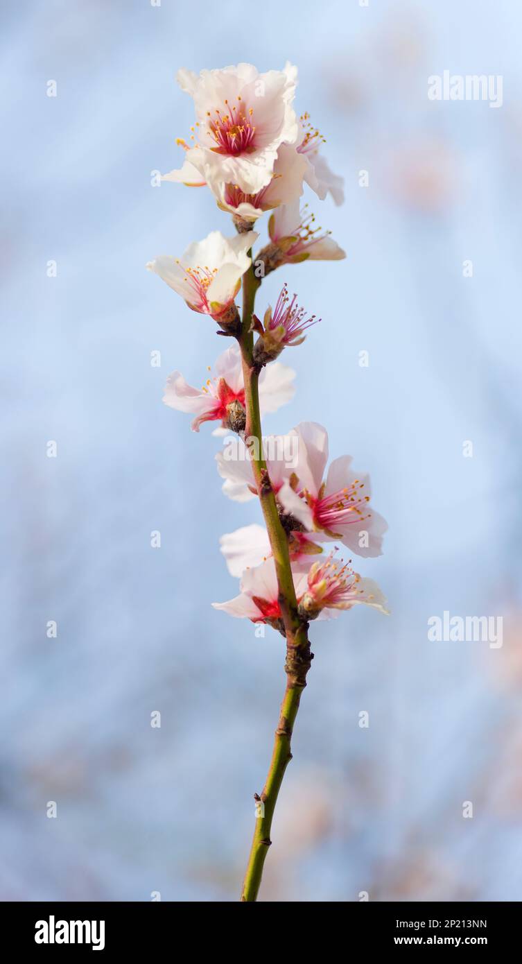 Fleurs d'amande rose au printemps Banque D'Images