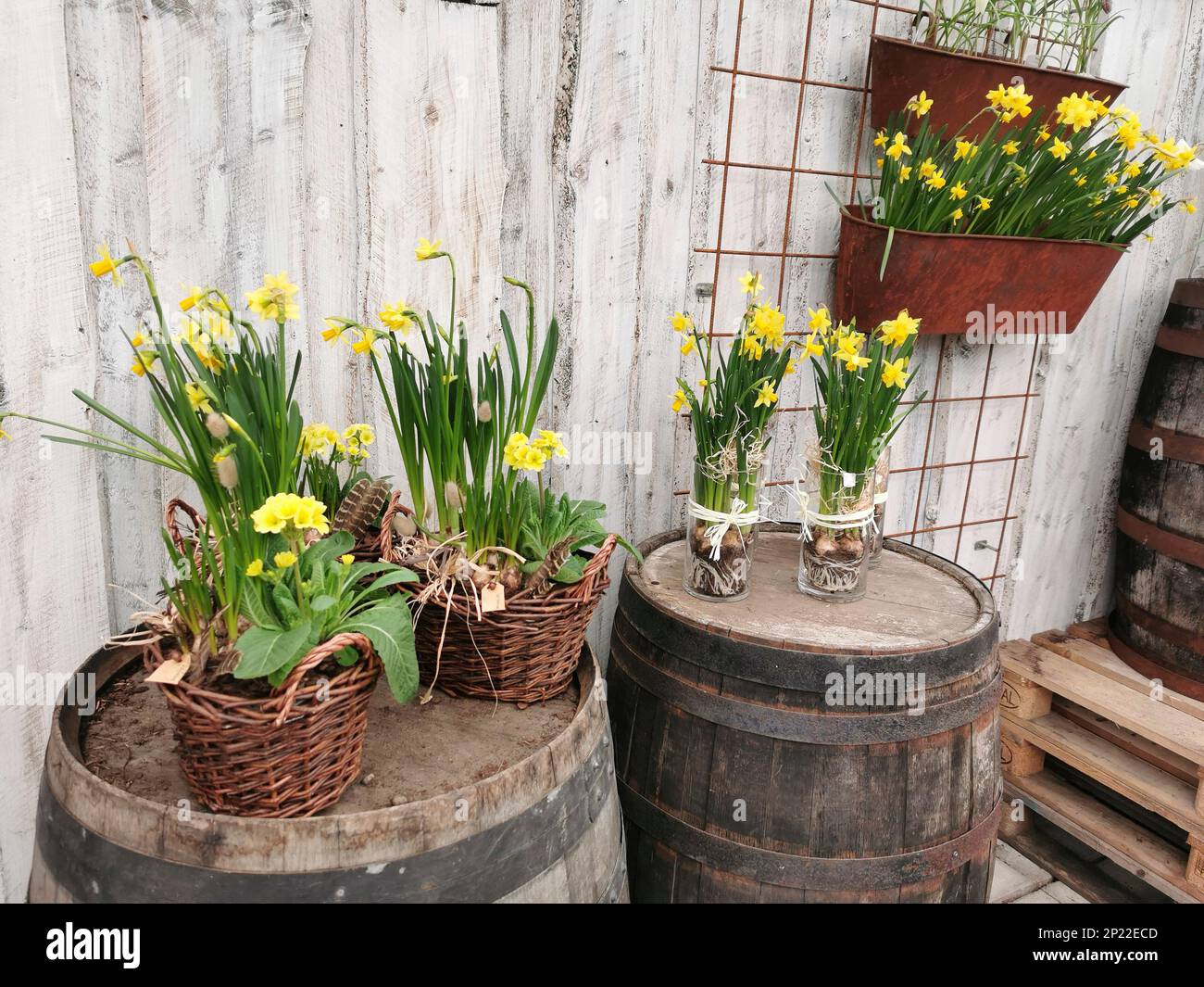 Narcisse et primula sur des barils en bois Banque D'Images Narcisse et primula sur des barils en bois Banque D'Images