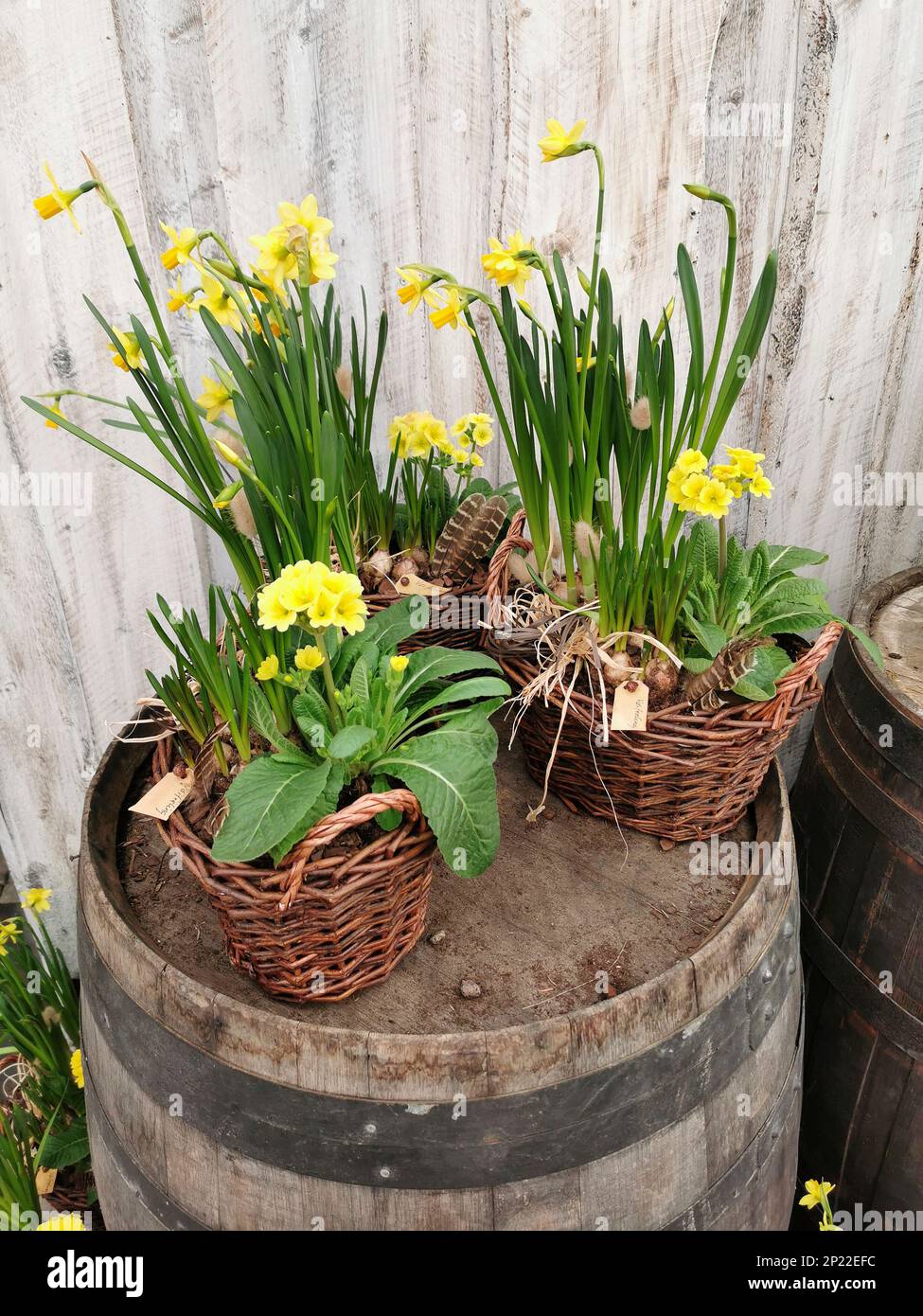 Narcissus et primula sur canon en bois Banque D'Images Narcissus et primula sur canon en bois Banque D'Images