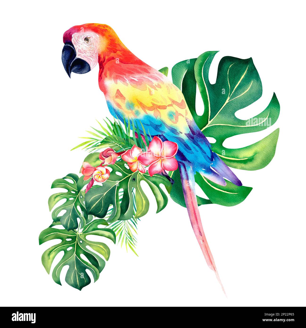 Une composition tropicale de branches de palmier et un perroquet rouge de Macaw. Illustration aquarelle. Oiseaux exotiques. Monstera. Feuilles de banane Banque D'Images