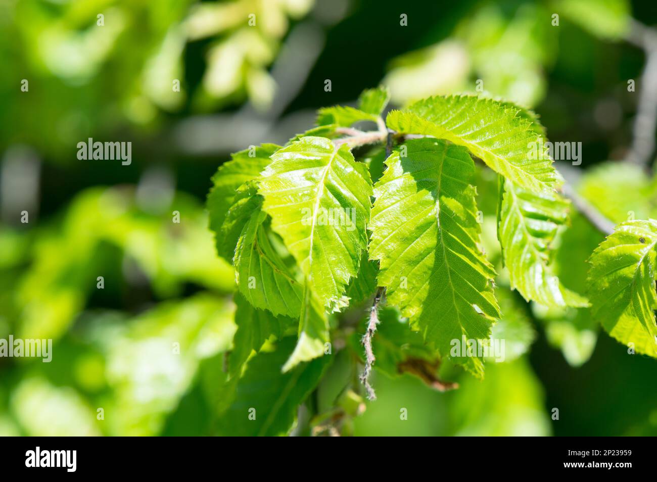 Jeunes feuilles d'orme au printemps Banque D'Images