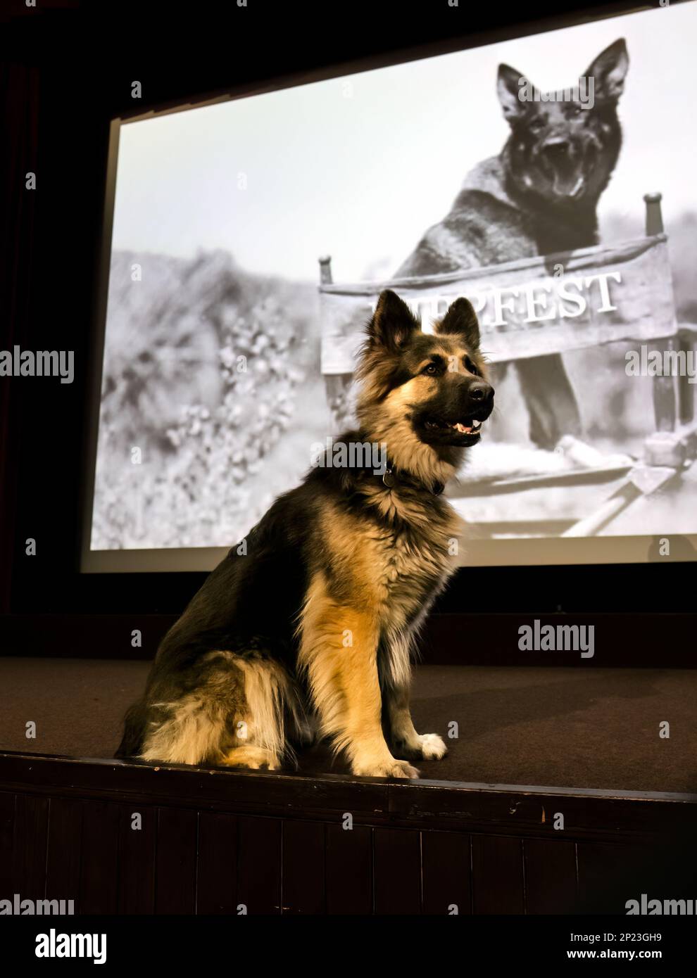 Rin TN Tin German Shepherd ou Alsatian Dog look-Ase at HippFest Launch, Hippodrome Cinema, Bo'Ness, Écosse, Royaume-Uni Banque D'Images