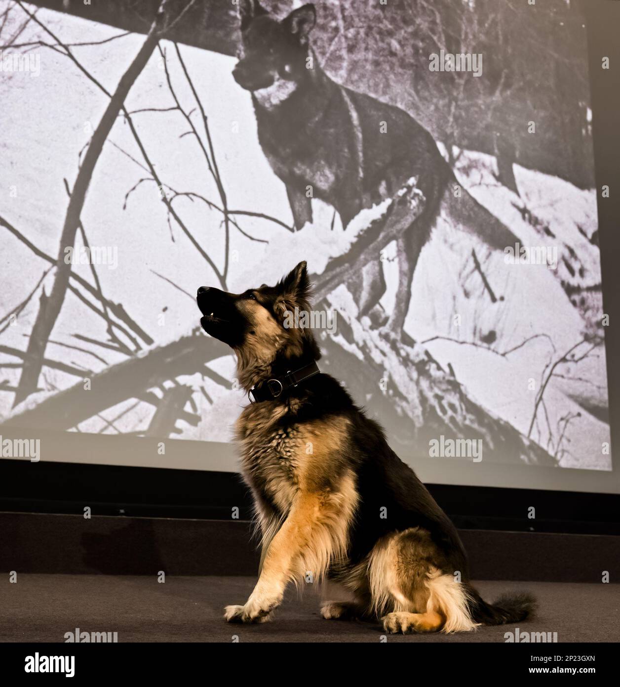 Rin TN Tin German Shepherd look-Ase at HippFest Launch, Hippodrome Cinema, Bo'Ness, Écosse, Royaume-Uni Banque D'Images