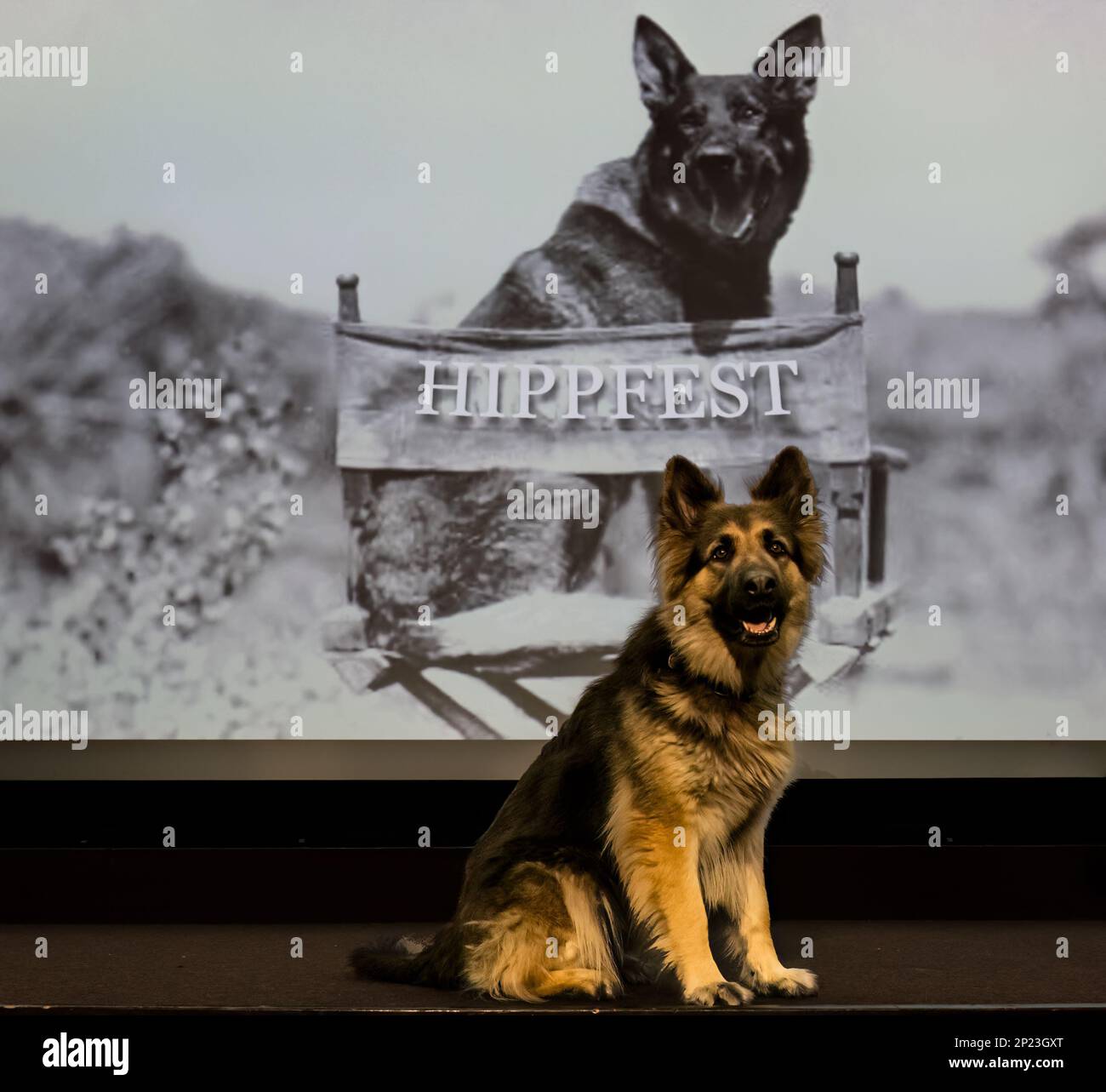 Rin TN Tin German Shepherd look-Ase at HippFest Launch, Hippodrome Cinema, Bo'Ness, Écosse, Royaume-Uni Banque D'Images