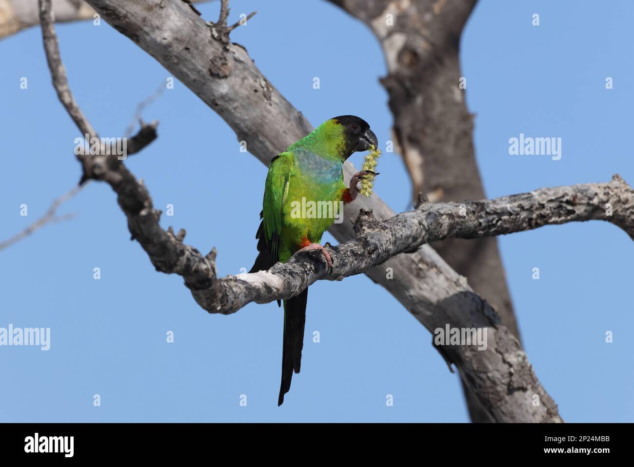 Parakeet à capuchon noir fort de Soto Park Florida USA Banque D'Images
