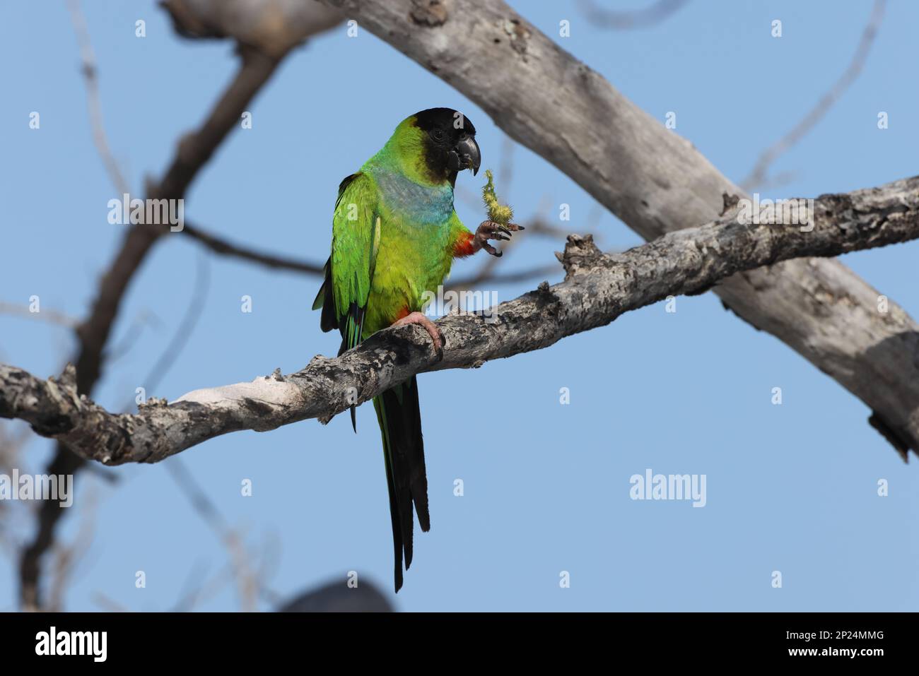 Parakeet à capuchon noir fort de Soto Park Florida USA Banque D'Images