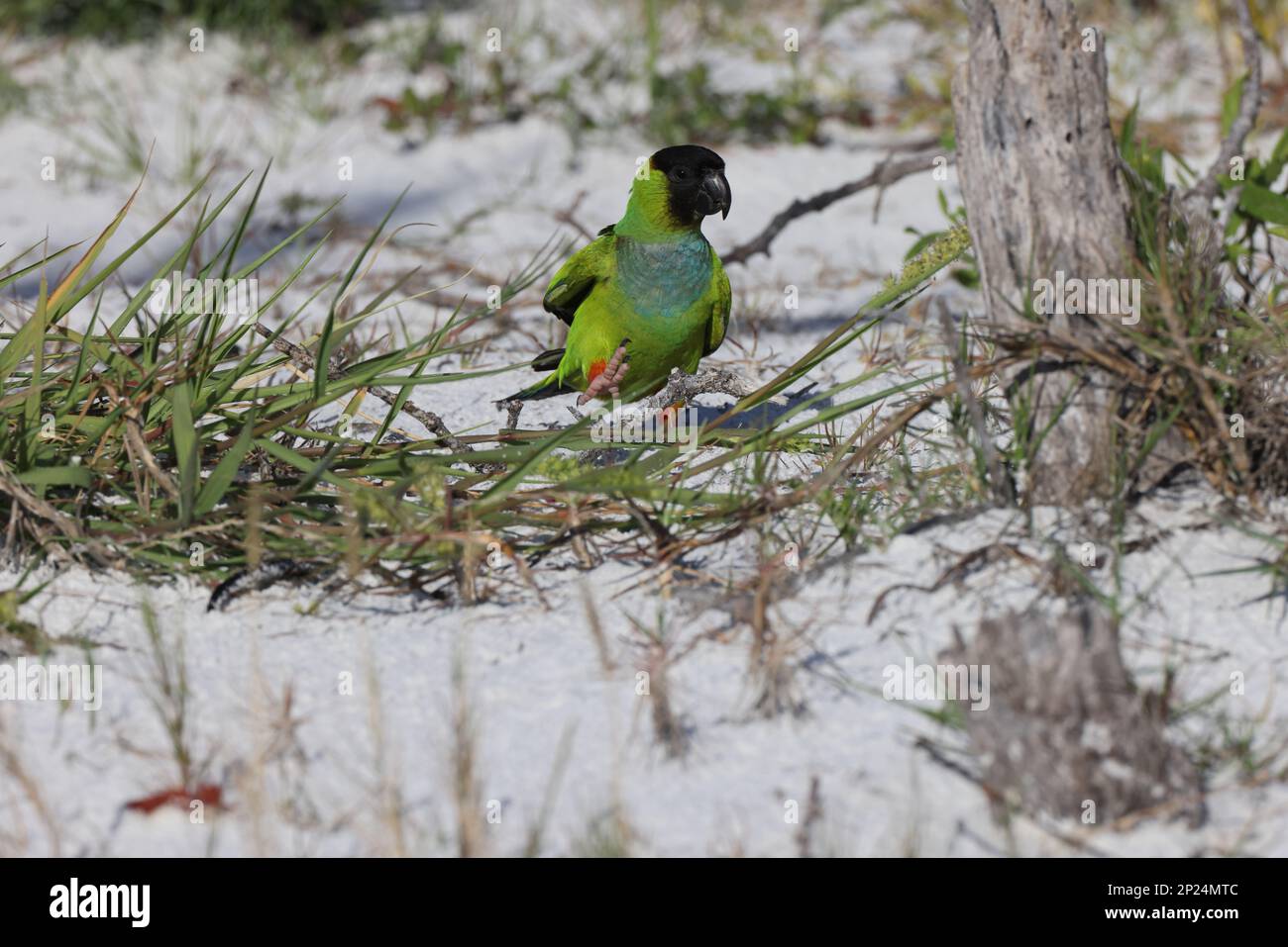 Parakeet à capuchon noir fort de Soto Park Florida USA Banque D'Images