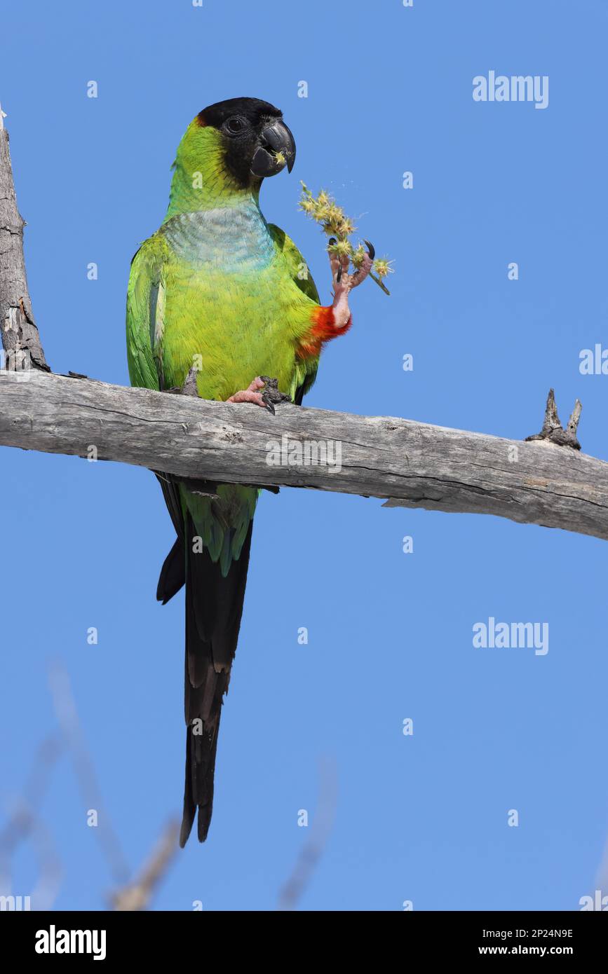 Parakeet à capuchon noir fort de Soto Park Florida USA Banque D'Images